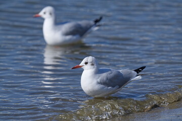 hooded seagulls on the beach