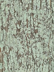 Detailed macro shots of organic textures featuring aged tree bark with lichen, mossy concrete surfaces, and weathered natural wood patterns.