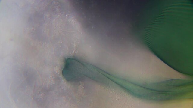 Rear end of a Stentor ciliate attached to the substrate, showing the narrow body section with nearby swimming bacteria under 400x darkfield microscopy. Detailed 4k microscopic view.