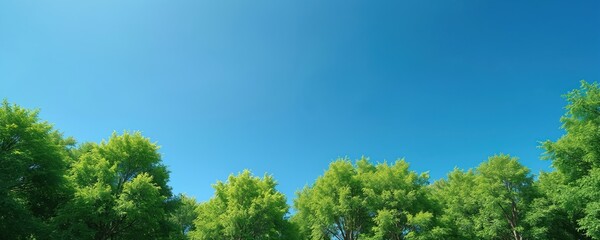 Green trees against clear blue sky create serene natural background. Expansive view offers ample copy space for design elements, text. Vibrant foliage suggests healthy environment, growth.