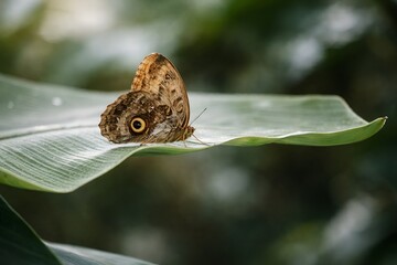 Obraz premium Brown owl butterfly on tropical leaf.
