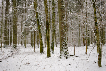 Wintertime landscape of snowy deciduous stand