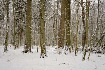 Fototapeta premium Wintertime landscape of snowy deciduous stand