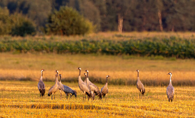 Obraz premium Cranes(Grus grus) in summertime sunset light