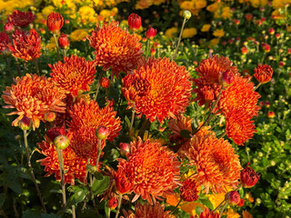 Vibrant orange chrysanthemum flowers in garden.