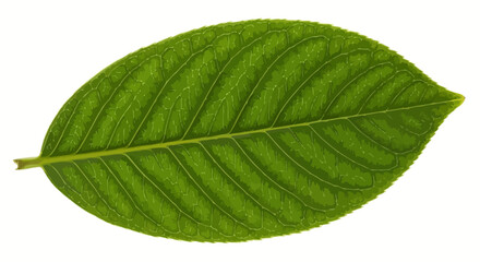 Obraz premium A single fresh green leaf with organic texture and visible veins isolated on a white background shows the macro beauty of natural flora and plant life
