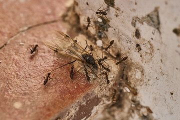 hormigas arrastrando una al&uacute;a 
