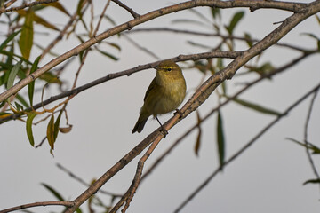 Obraz premium Mosquitero común (Phylloscopus collybita)