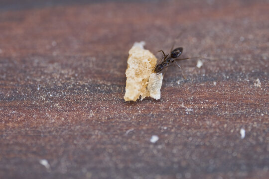 hormiga olorosa americana transportando un trozo de pan 