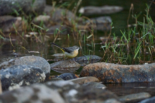 Lavandera cascade&ntilde;a (Motacilla cinerea) en el estanque del parque 