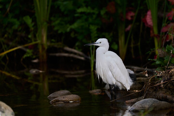 garza blanca (Ardea alba) en el estanque