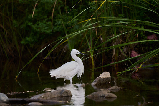 garza blanca (Ardea alba) en el estanque