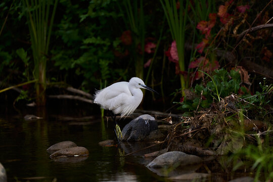 garza blanca (Ardea alba) en el estanque