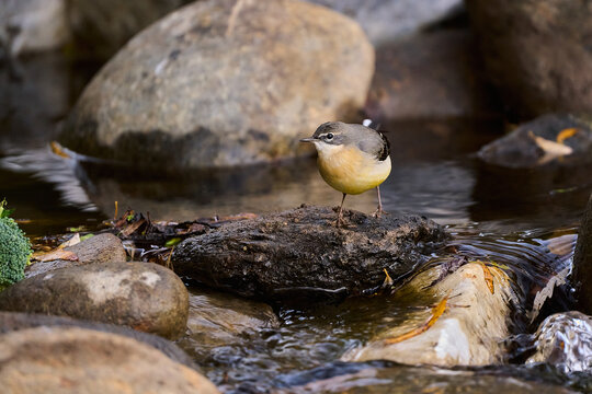 Lavandera cascade&ntilde;a (Motacilla cinerea) en el estanque del parque 