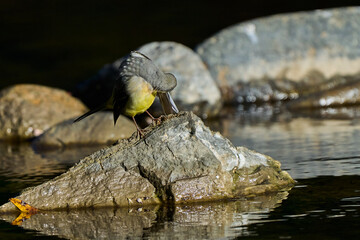 Lavandera cascade&ntilde;a (Motacilla cinerea) en el estanque del parque 