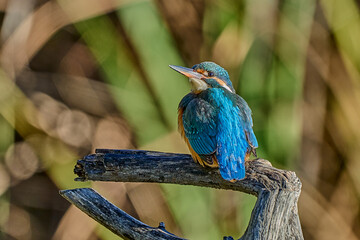 Obraz premium Martín pescador común (Alcedo atthis) en el posadero preparado para pescar 