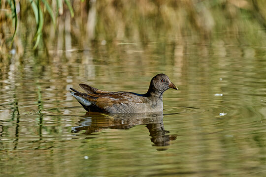 Gallineta com&uacute;n hembra o juvenil (Gallinula chloropus)