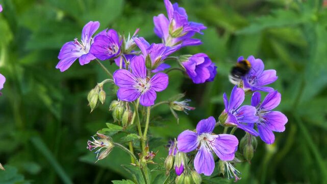 Bright blue delicate small flowers of the wild geranium plant in a clearing on a summer day.
