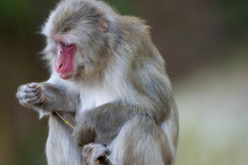 Obraz premium 枝を見つめるニホンザル