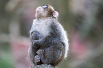 空を見上げる子猿