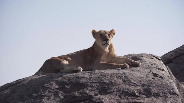 One adult lioness resting on a rock in the African savanna in Tanzania. Powerful wildlife scene showing dominant predators relaxing together in their natural habitat on safari.
