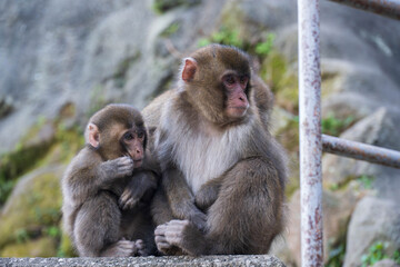 寄り添う二匹の猿