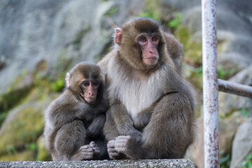 Naklejka premium 寄り添う親子の猿