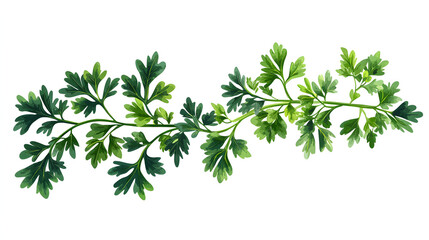 Obraz premium Parsley sprig with transparent background