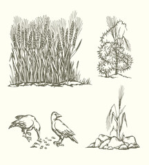 Obraz premium Vector drawing. Old wheat field. Biblical parable