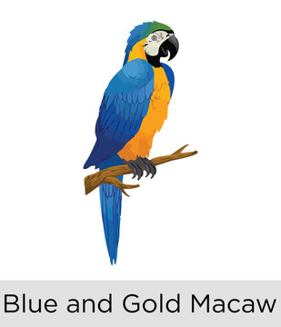 blue gold macaw Bird - Tropical Wildlife Vector EPS