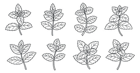 A collection of mint leaves in detailed outline vector style, suitable for botanical illustrations and culinary designs