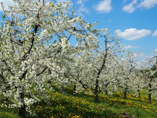 Naklejka premium blossoming apple tree Blossoming Trees and Dandelions