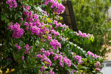 Fototapeta premium Bougainvillea is a genus of thorny ornamental vines, bushes, and trees belonging to the family Nyctaginaceae