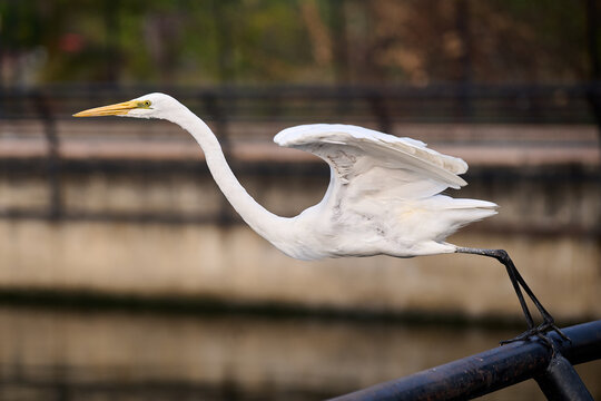 Great Egret taking off from a railing in Ajmer