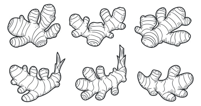 A collection of hand-drawn ginger root illustrations in black and white outline style, suitable for culinary and health-related designs