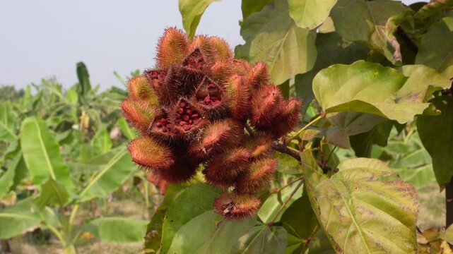 The fruit of Bixa orellana, known as annatto or lipstick tree