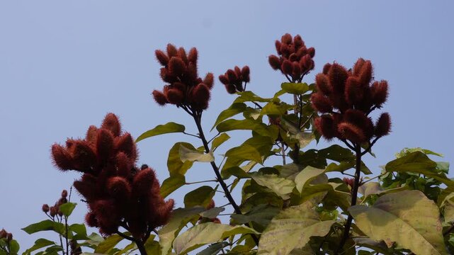 Annatto plant also known Bixa orellana, lipstick tree or sindoor plant
