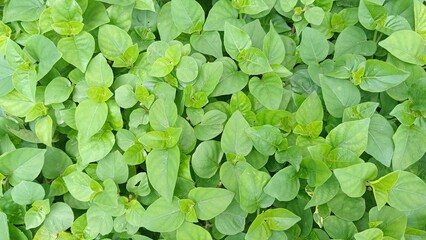 Obraz premium A dense cluster of green leaves, displaying a variety of sizes and shapes, forms a lush