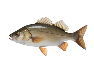 Fototapeta premium A fish standing upright on a white surface, often used as a design element or for scientific purposes