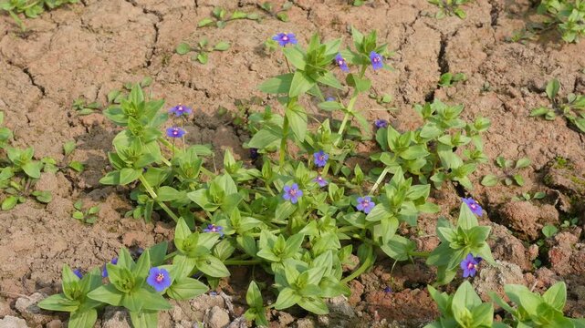 Blue Pimpernel Field Blooms