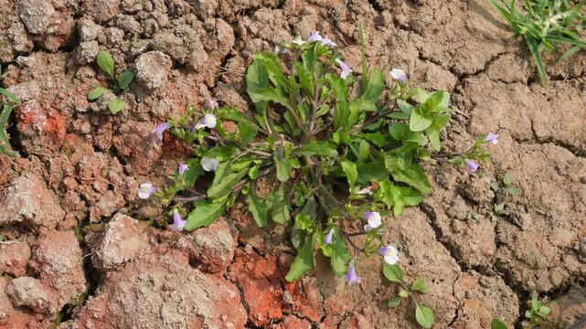 Japanese Mazus pumilus thrives in fields