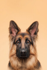 German shepherd dog with alert expression against plain background in studio setting