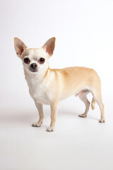 Chihuahua stands on a white background with its ears up and looking straight forward during a studio session
