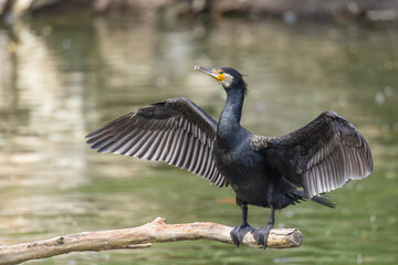 great cormorant