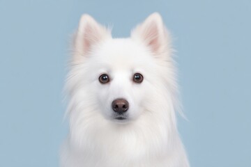 Fototapeta premium White American Eskimo Dog stands against a light blue background looking directly at the camera with a focused expression and soft fur