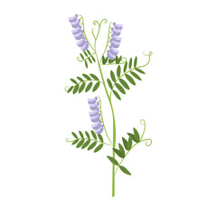 Hairy Vetch (Vicia villosa) &ndash; Botanical Illustration of Purple Flowers and Compound Leaves