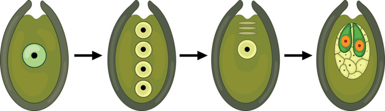 Formation of  female gametophyte in spruce. Sexual process in spruce from  microspore mother cell to female gametophyte with two archegonia.