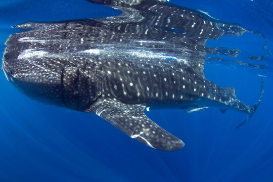 Close-up side view of a Whale Shark (Rhincodon typus) swimming near the ocean surface in the Caribbean Sea, Isla Mujeres, Quintana Roo, Yucatan Peninsula, Mexico