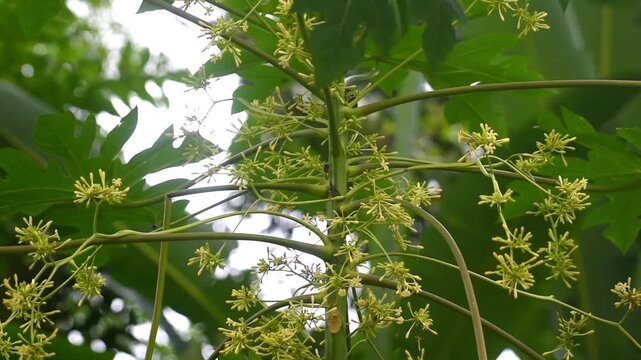 Papaya fruits growth fresh on the tree , blowing by the wind
