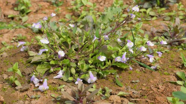 Brittle False Pimpernel Lindernia Crustacea